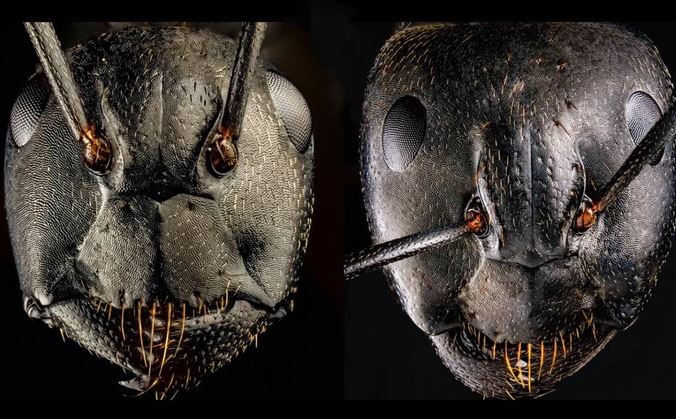 Bộ ảnh macro biến những con kiến bé nhỏ thành quái vật