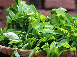 Những người không được ăn rau ngót