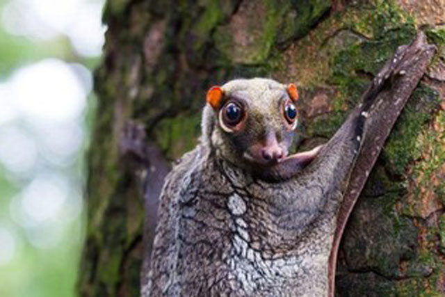 Top 10 loài động vật kỳ lạ hiện còn sinh sống trên Trái Đất