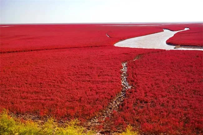 Bãi biển độc đáo ở Trung Quốc bình thường trong xanh nhưng đến mùa thu chuyển màu đỏ sặc sỡ đẹp mê hồn - Ảnh 1.