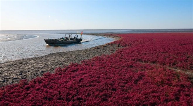 Bãi biển độc đáo ở Trung Quốc bình thường trong xanh nhưng đến mùa thu chuyển màu đỏ sặc sỡ đẹp mê hồn - Ảnh 5.