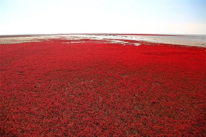 Bãi biển độc đáo ở Trung Quốc bình thường trong xanh nhưng đến mùa thu chuyển màu đỏ sặc sỡ đẹp mê hồn - Ảnh 6.