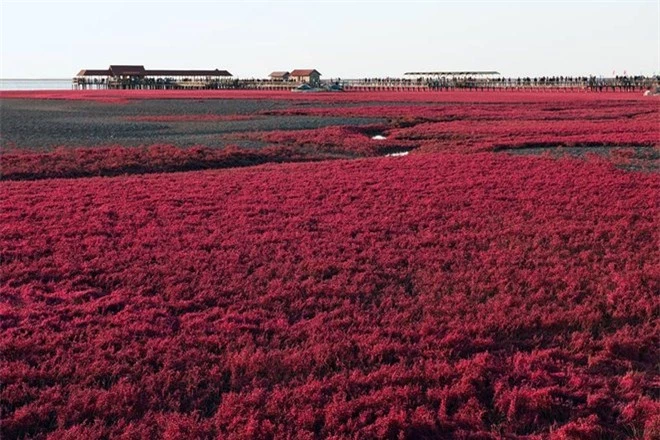 Bãi biển độc đáo ở Trung Quốc bình thường trong xanh nhưng đến mùa thu chuyển màu đỏ sặc sỡ đẹp mê hồn - Ảnh 7.