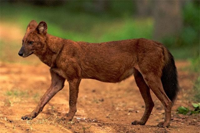 Top 10 loài động vật kỳ lạ hiện còn sinh sống trên Trái Đất ảnh 3