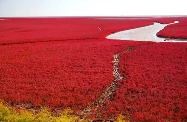 Bãi biển độc đáo ở Trung Quốc bình thường trong xanh nhưng đến mùa thu chuyển màu đỏ sặc sỡ đẹp mê hồn