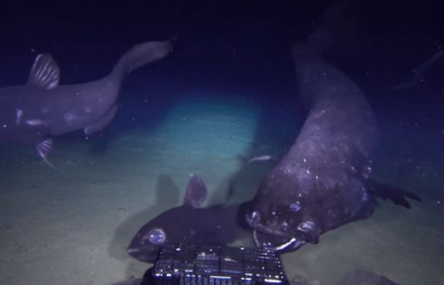 Dùng camera đặt bẫy ở độ sâu hơn 2.000 m, chuyên gia: Không ngờ bắt gặp "nhà vô địch sumo"