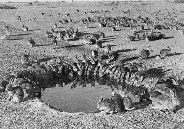 Cuộc truy diệt thỏ lớn nhất lịch sử nhân loại: Khi virus không còn tiến hóa theo lối mòn