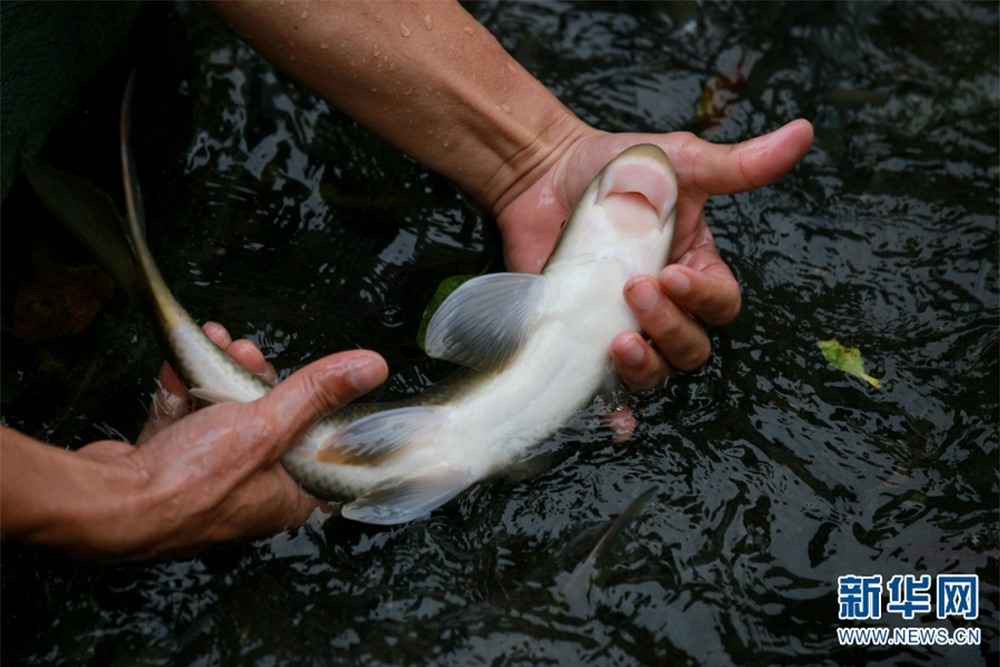 Loài cá tiến vua quý hiếm ở Việt Nam: Cả thế giới chỉ 2 quốc gia có, giá trị cao bậc nhất - Ảnh 4.