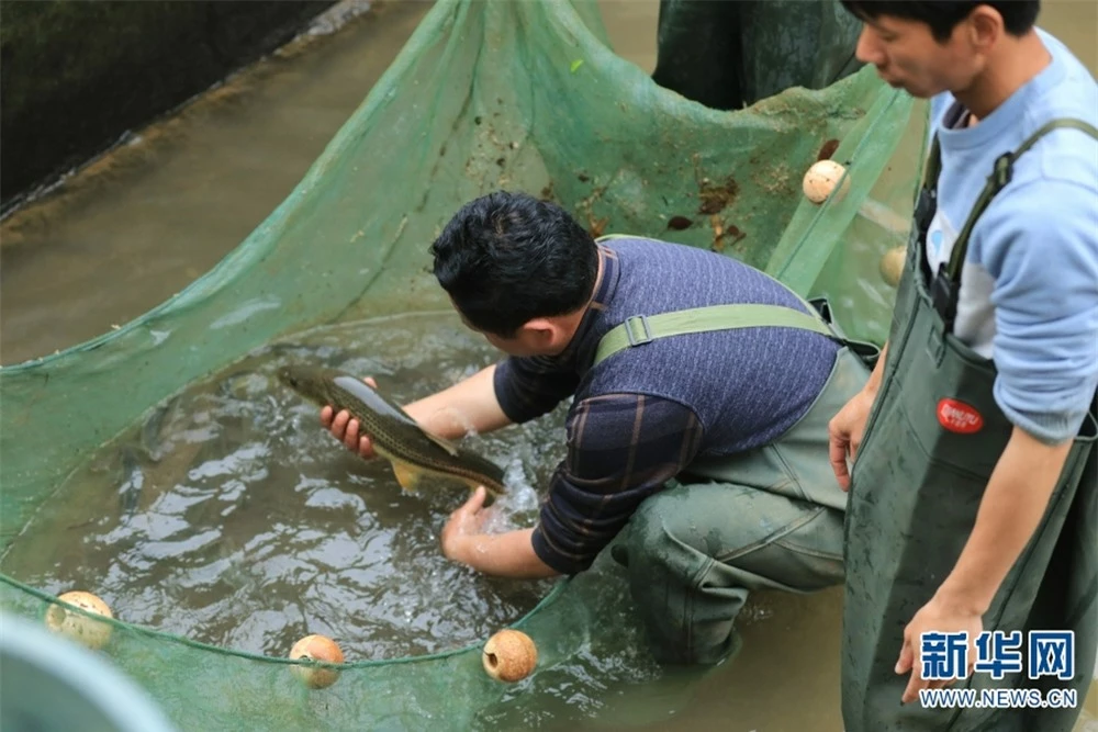 Loài cá tiến vua quý hiếm ở Việt Nam: Cả thế giới chỉ 2 quốc gia có, giá trị cao bậc nhất - Ảnh 8.