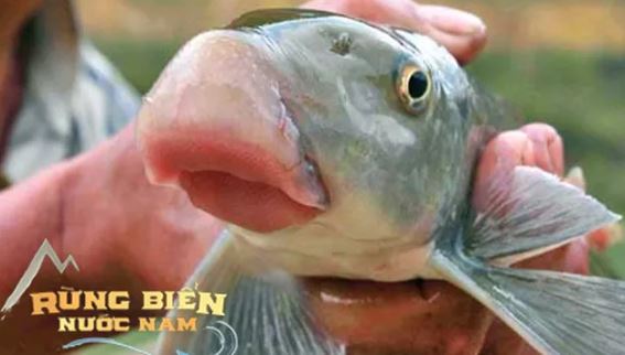 Loài cá tiến vua quý hiếm ở Việt Nam: Cả thế giới chỉ 2 quốc gia có, giá trị cao bậc nhất