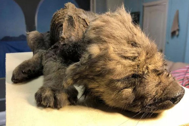 Sự thật về xác ướp chú chó bí ẩn chết cách đây 18.000 năm trước