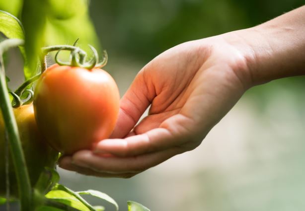 4 cách ăn cà chua dễ ngộ độc, âm thầm gây bệnh ung thư nhưng nhiều người từng mắc