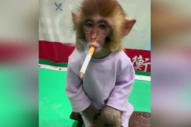 Video: Khỉ con khoanh gối hút thuốc lá đầy tâm trạng