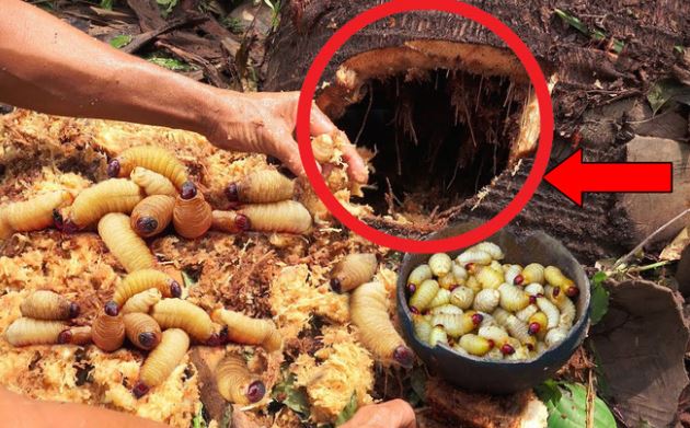 Những món ăn ở Việt Nam thách thức lòng can đảm của người thưởng thức: Có món là đặc sản được săn lùng với giá cao