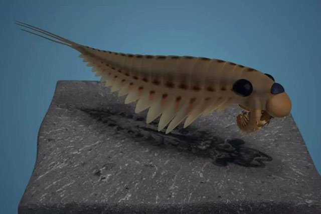 Hóa thạch của loài săn mồi 3 mắt 500 triệu năm tuổi còn lưu giữ nguyên vẹn bộ não