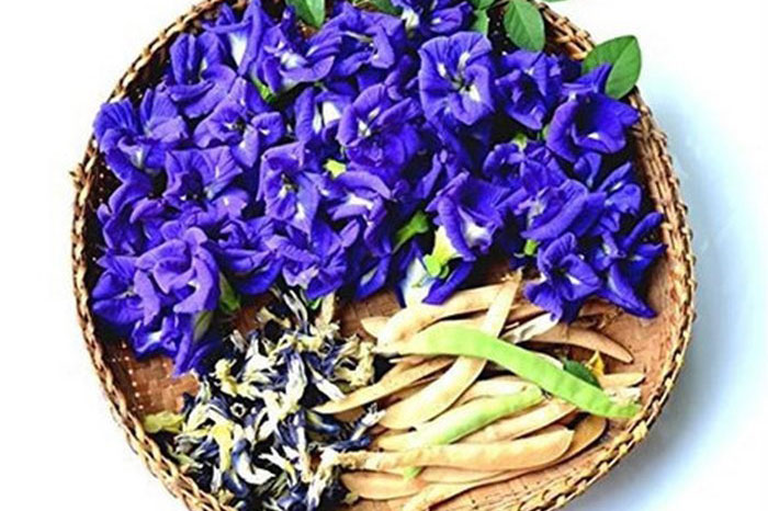 Chăm sóc mái tóc hiệu quả với hoa đậu biếc