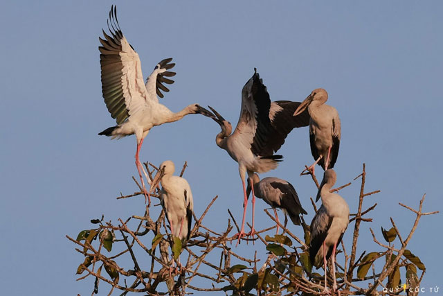 Trắng đêm “săn” ảnh cò nhạn quý hiếm ở Vườn quốc gia Lò Gò – Xa Mát