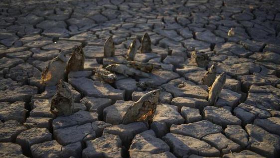 Siêu hạn hán ở Mỹ: Mặt hồ trơ đáy nứt nẻ, xác cá khô cứng tạo nên khung cảnh siêu thực