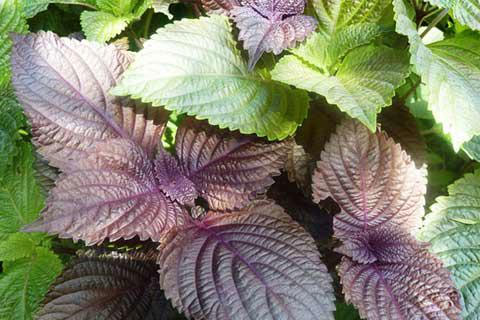 Bài thuốc chữa bệnh từ lá tía tô có thể bạn chưa biết