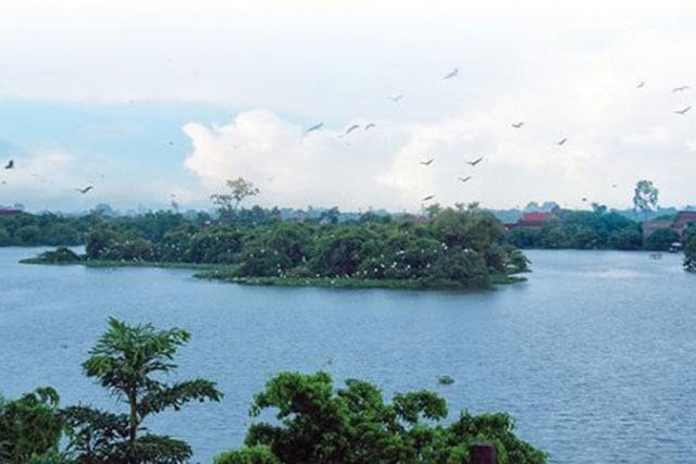 Bí ẩn “vương quốc” cò, vạc nơi đảo nhỏ