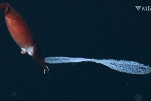 Phát hiện mực cái mang chuỗi trứng sáng lấp lánh như ngọc trai: Điều bất thường gì sẽ xảy ra?