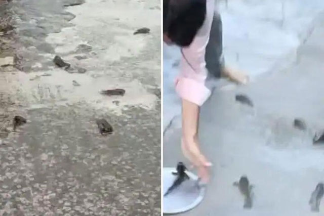‘Mưa cá’ bất ngờ trút tới tấp xuống thành phố Ấn Độ