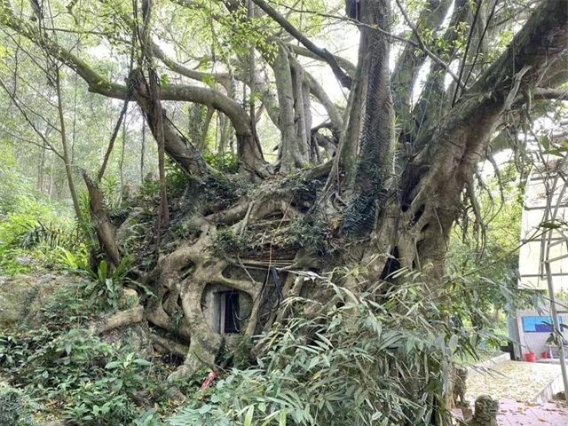 Thanh Hóa: Kỳ bí cây si hàng trăm tuổi ôm trọn ngôi chùa cổ-2