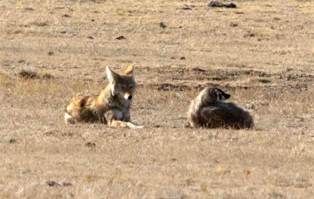Tình bạn kỳ lạ trong tự nhiên: Chó sói đồng cỏ và lửng mật cùng hợp tác để săn mồi - Ảnh 3.