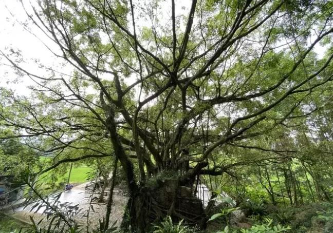 Thanh Hóa: Kỳ bí cây si hàng trăm tuổi 'ôm' trọn ngôi chùa cổ