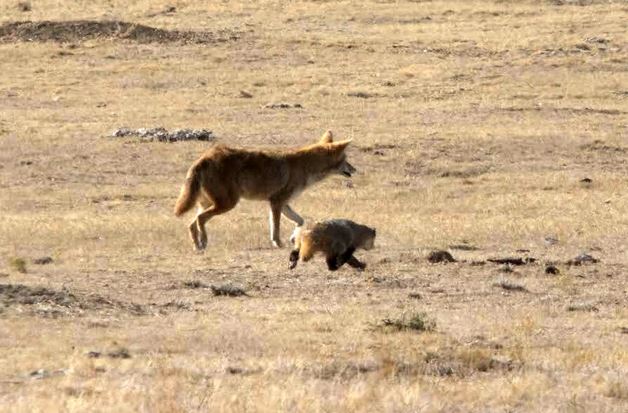Tình bạn kỳ lạ trong tự nhiên: Chó sói đồng cỏ và lửng mật cùng hợp tác để săn mồi