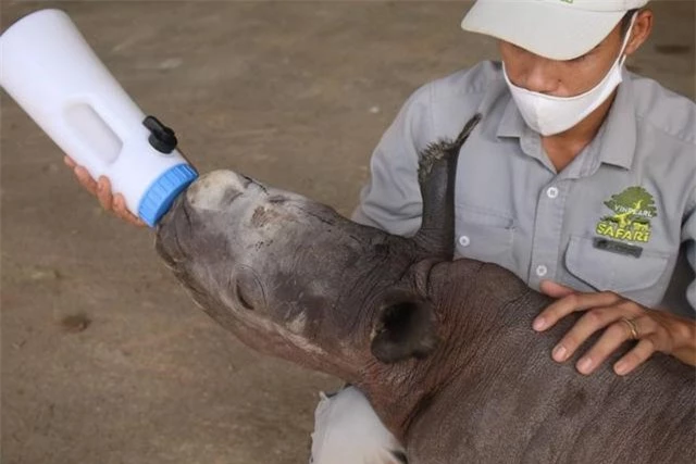 Chuyện ít người biết về những “bảo mẫu” động vật hoang dã tại Vinpearl Safari Phú Quốc - Ảnh 4.