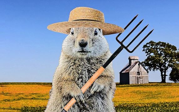 Các nhà khoa học phát hiện loài chuột đầu tiên biết trồng trọt