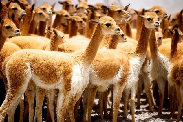 Vicuña: Loại len đắt nhất thế giới với giá dao động từ 400 đến 600 USD/kg có gì đặc biệt?