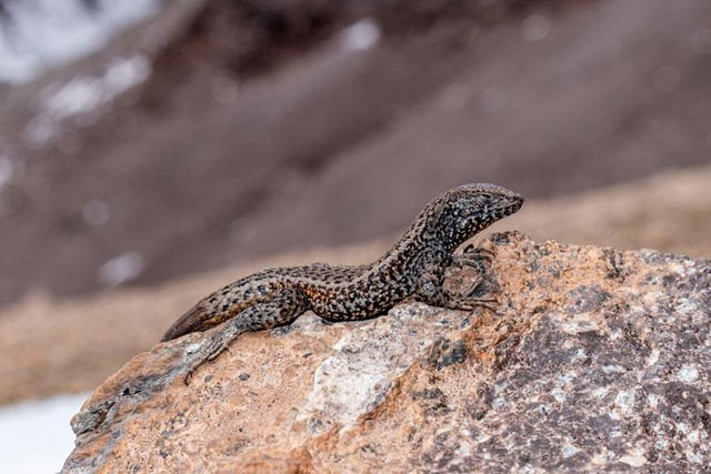 Bí quyết 'trẻ mãi không già' của động vật máu lạnh