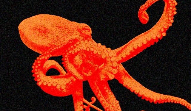 Loài vật được lập trình để chết: Tìm hiểu hành vi ăn thịt bạn tình rồi tự sát của bạch tuộc - Ảnh 2.
