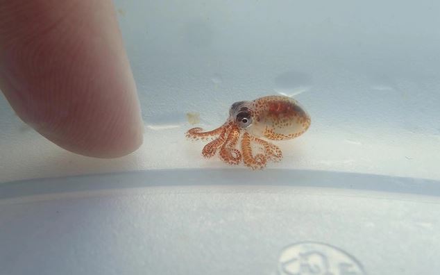 V&#xF2;ng &#x111;&#x1EDD;i c&#x1EE7;a b&#x1EA1;ch tu&#x1ED9;c: cha m&#x1EB9; sinh s&#x1EA3;n, ch&#x1EBF;t v&#xE0; con m&#x1ED3; c&#xF4;i