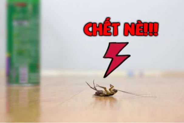 Mẹo siêu đơn giản giúp tống cổ gián, ruồi, kiến và các côn trùng gây hại ra khỏi nhà