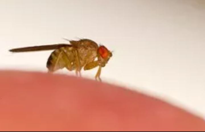 Các nhà khoa học đã có thể điều khiển não ruồi từ xa