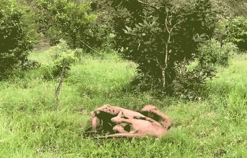 Vừa chào đời, linh dương đầu bò đã gặp ‘ác mộng kinh hoàng’ nhất