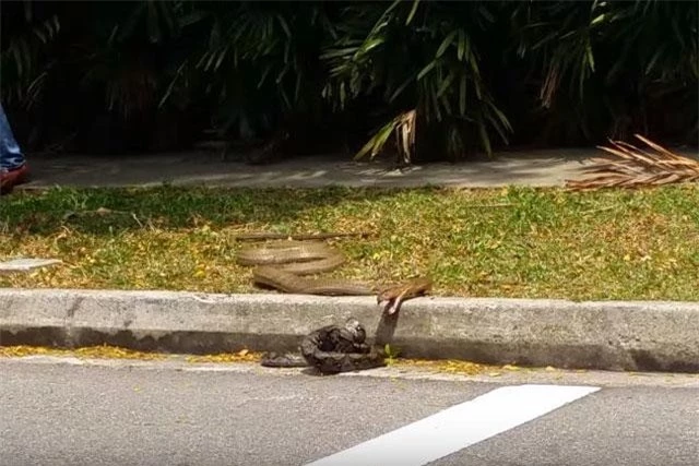 Rắn hổ mang chúa ‘khủng’ đoạt mạng trăn gấm ngay trên đường phố ảnh 3