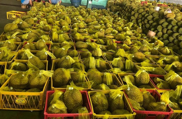 Hỗ trợ doanh nghiệp đưa loại "quả vua" vươn tới nhiều thị trường khó tính
