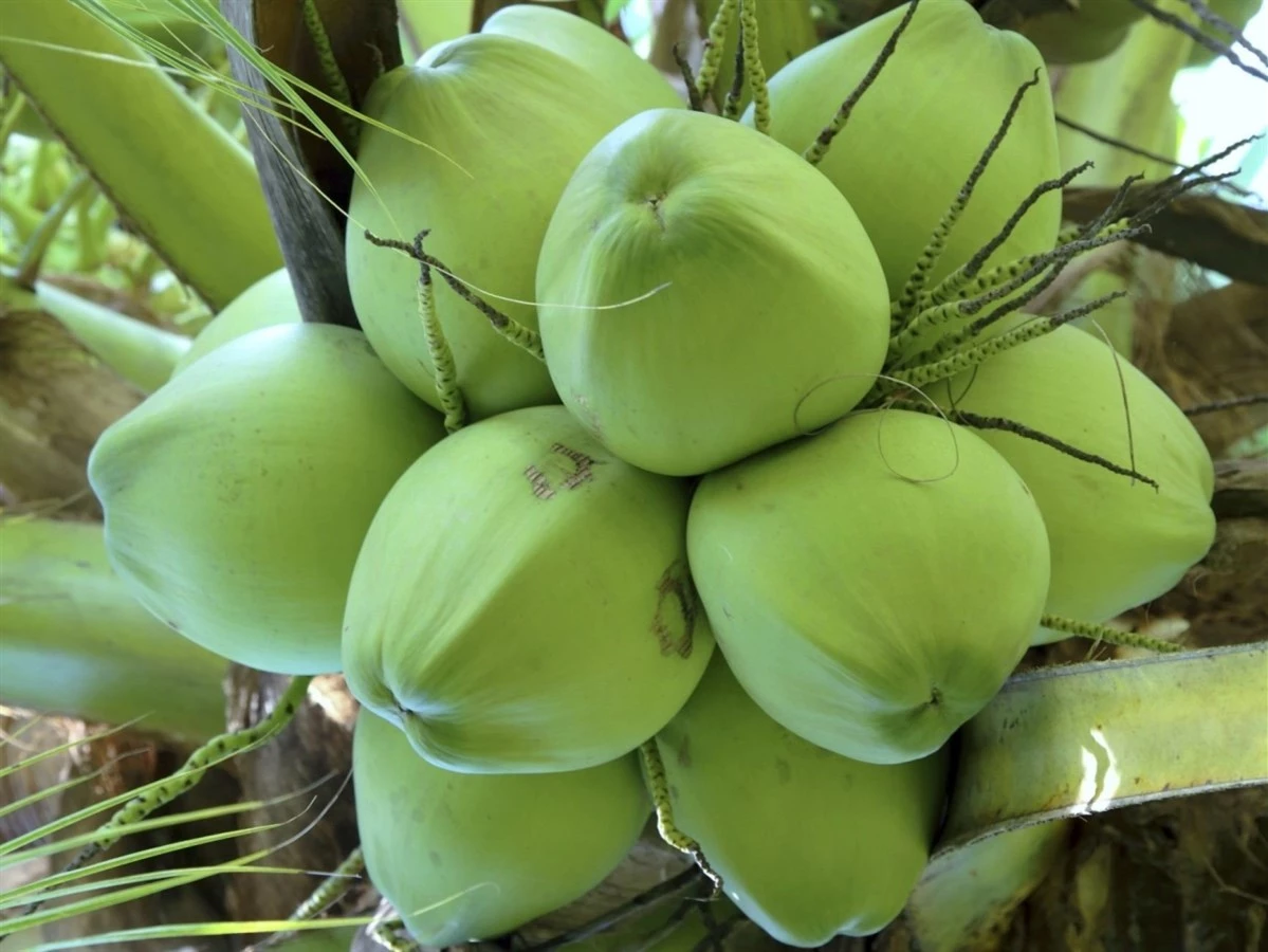 Xiem coconut from Ben Tre.