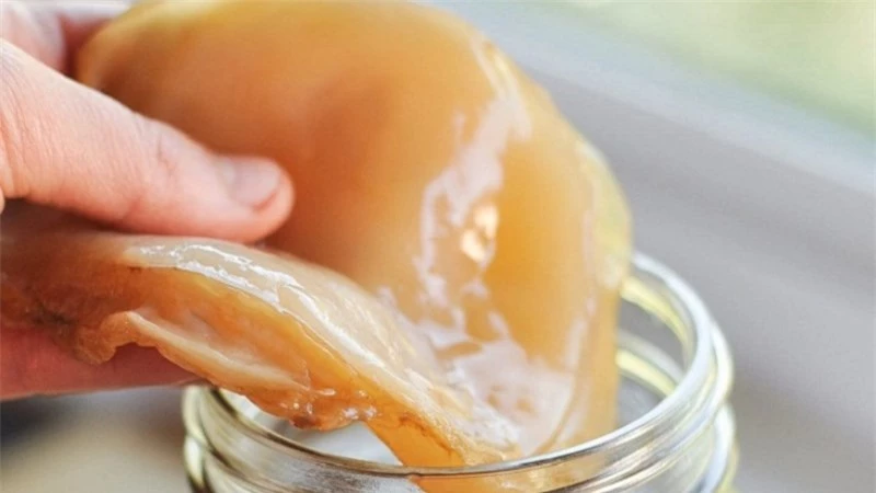 Uống trà kombucha để giảm cân hiệu quả