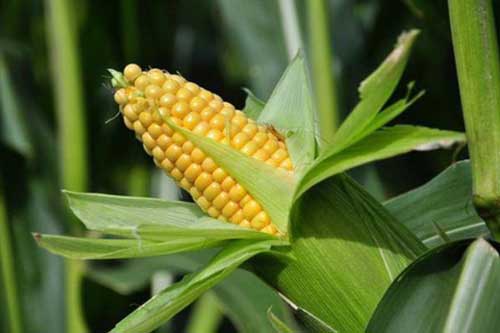 Thực phẩm giải độc gan, thanh lọc cơ thể tốt hơn thuốc bổ