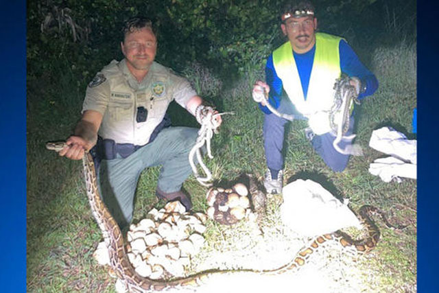 Phá động trăn Miến Điện siêu khủng tại Mỹ