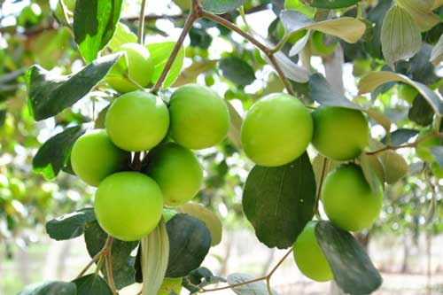 7 loại quả giá rẻ lọc thận rất tốt, đào thải sạch cặn bã, ăn thường xuyên giảm nỗi lo suy thận