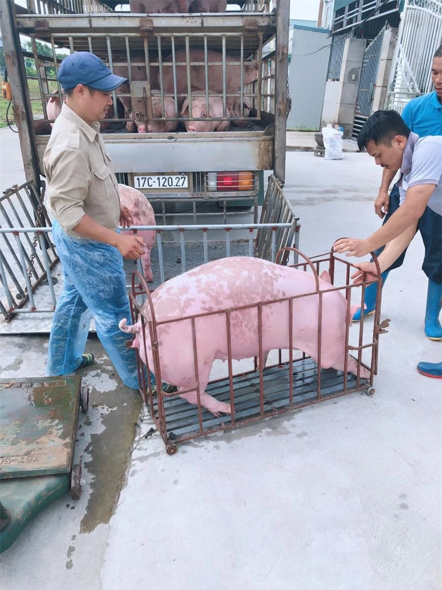 Giá heo hơi ngày 22/7/2022: Nhiều địa phương tiếp tục tăng