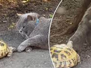 Chú mèo bất lực bỏ chạy khi bị rùa bắt nạt