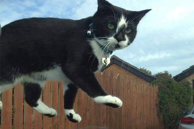 Những hành động kỳ quặc của “boss” mèo