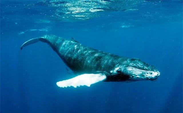 Cáp quang dưới biển có thể được sử dụng để nghe trộm cá voi và xem chúng đang làm gì - Ảnh 1.